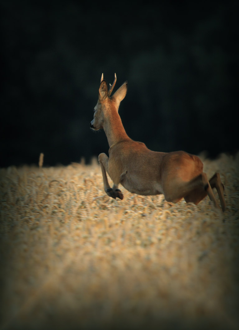 jagen_und_schiessen_slidermobil