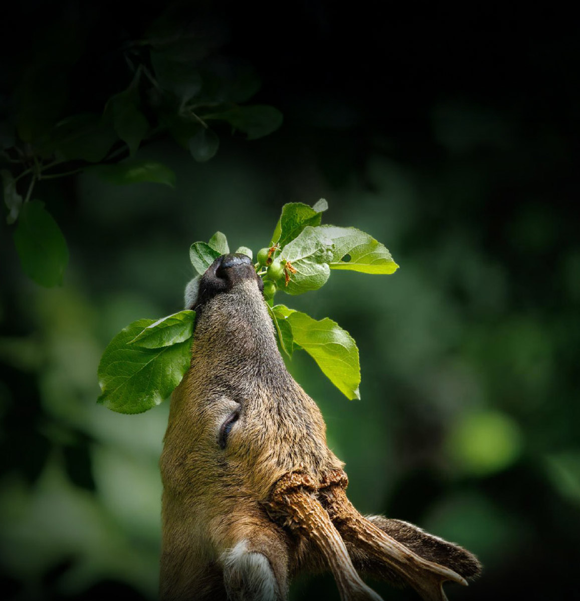 Jägerschaft Syke Startbild