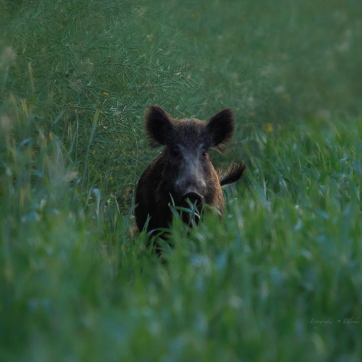 Wildschwein
